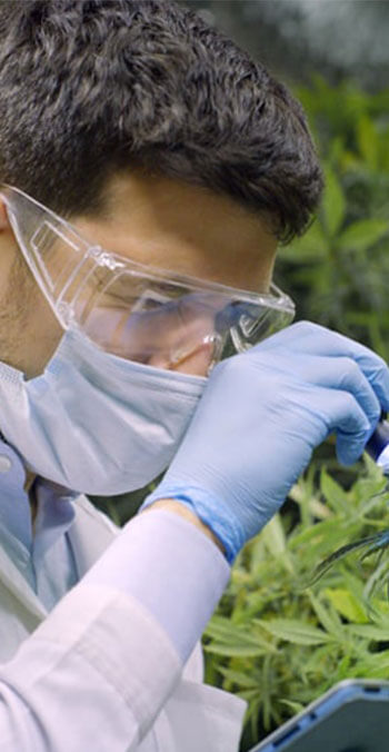 medical marijuana card doctor